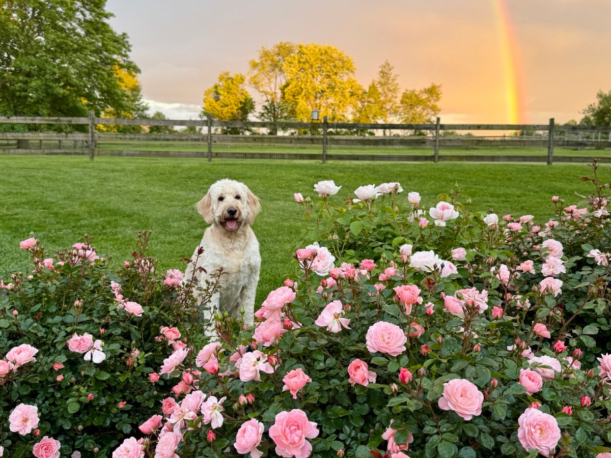 Beautiful Double Rainbow at Holland Spring&nbsp;Farm